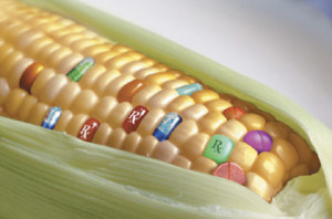 gmo-corn